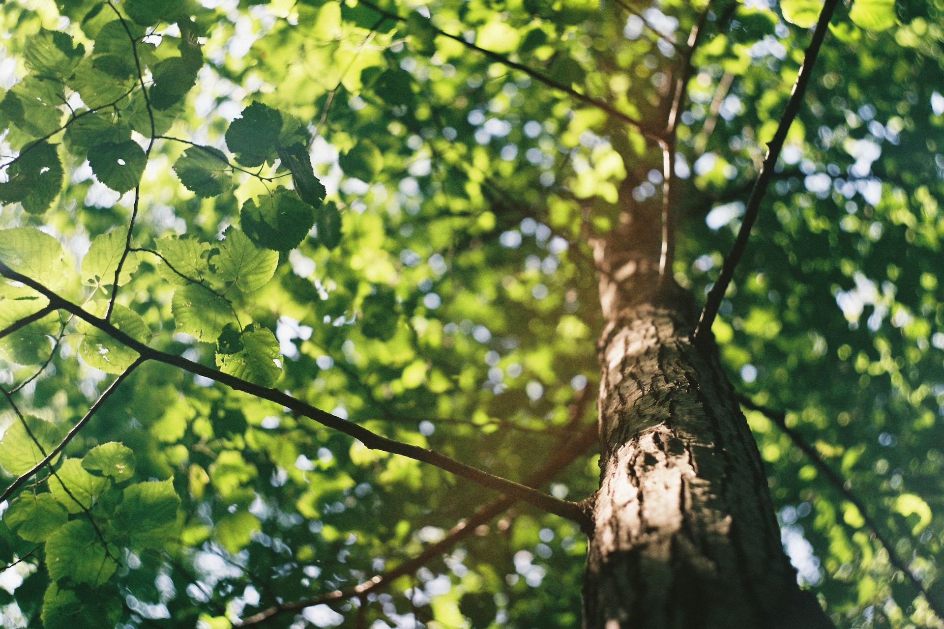 Close up view on a tree canopy