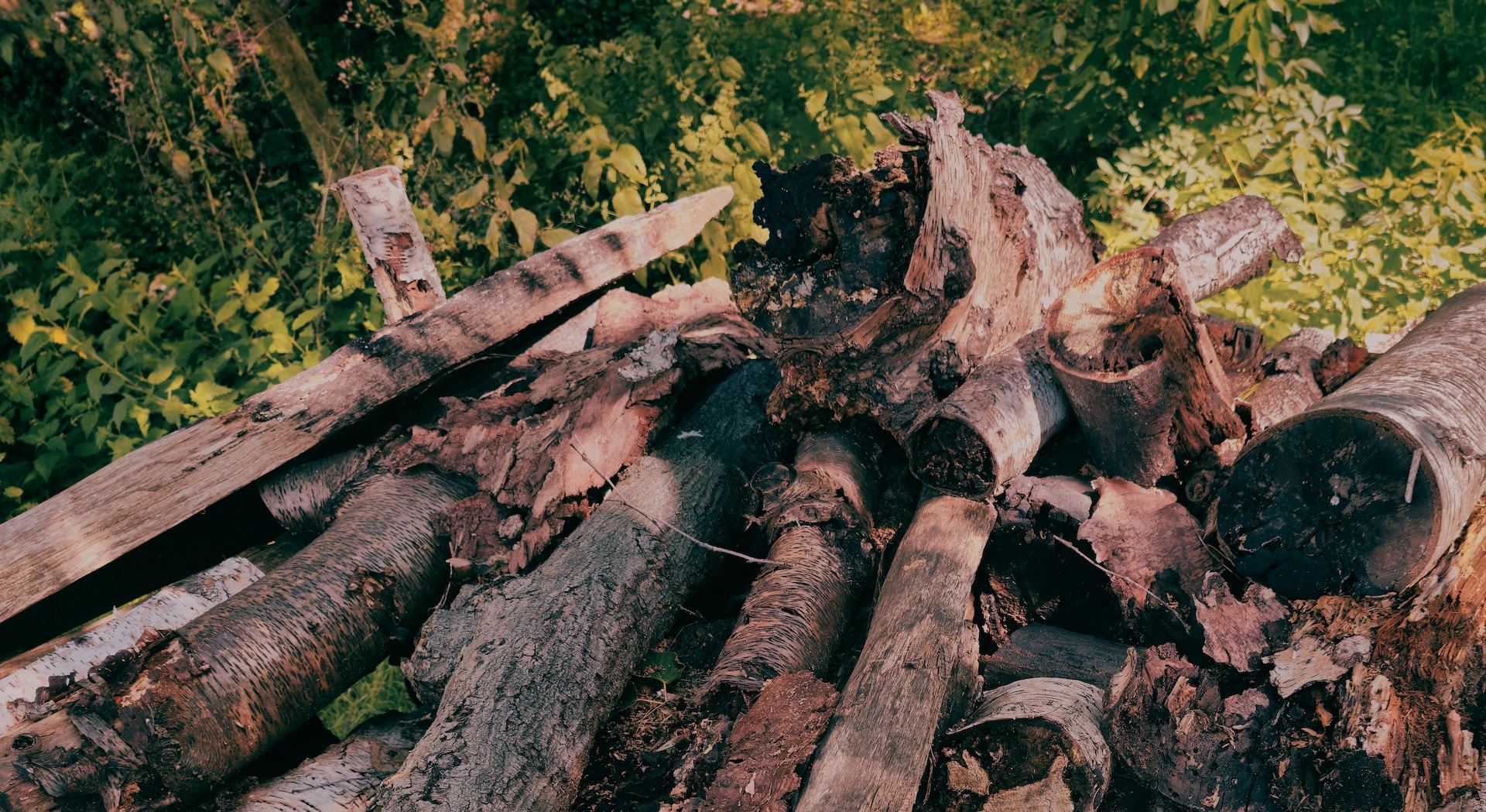 Cut Tree Branches on the Ground