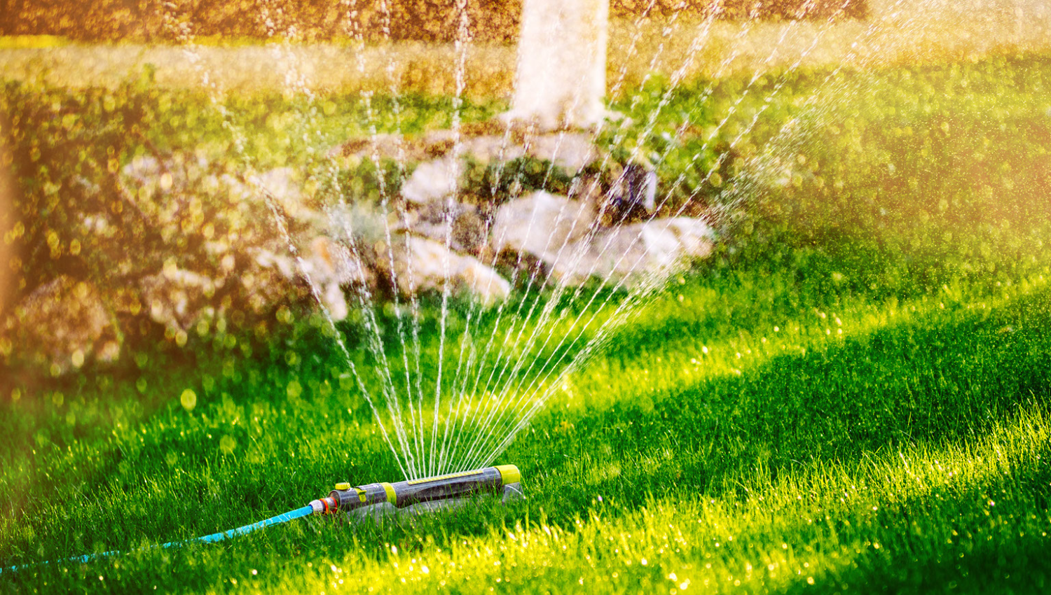 Sprinkles watering a lawn