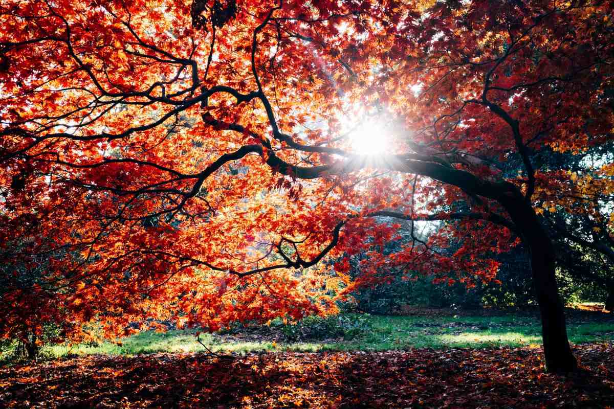 Large beautiful tree in fall with orange leaves