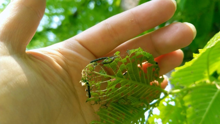 A hand holding a leaf with caterpillar on it