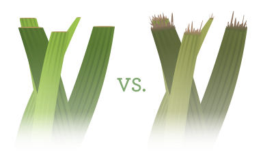 Sharp Blade vs Dull Blade On Grass Graphic