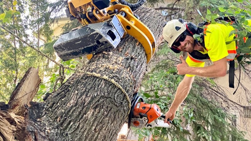 Professional Tree Care Green Drop