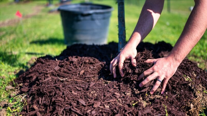 Tree Mulching Winter