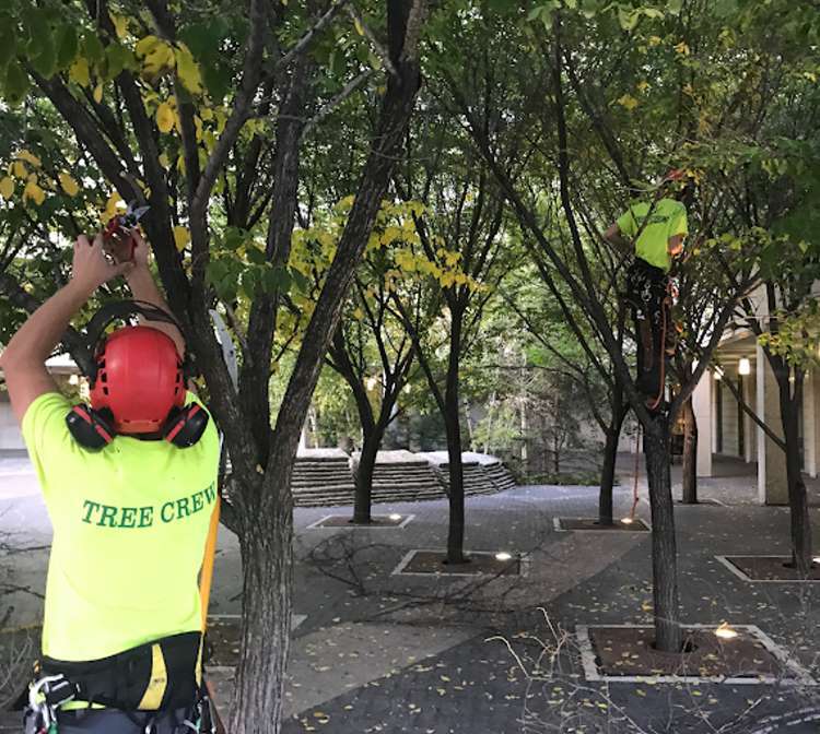 Two Green Drop Arborists pruning trees in a park