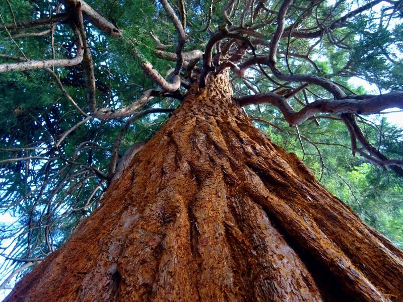 Big Tree Trunk